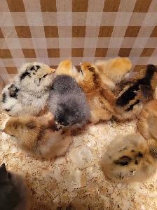 variety of chick- variété de poussin