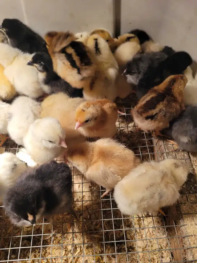 variety of chick- variété de poussin - Photo 2