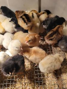 variety of chick- variété de poussin - Photo 2