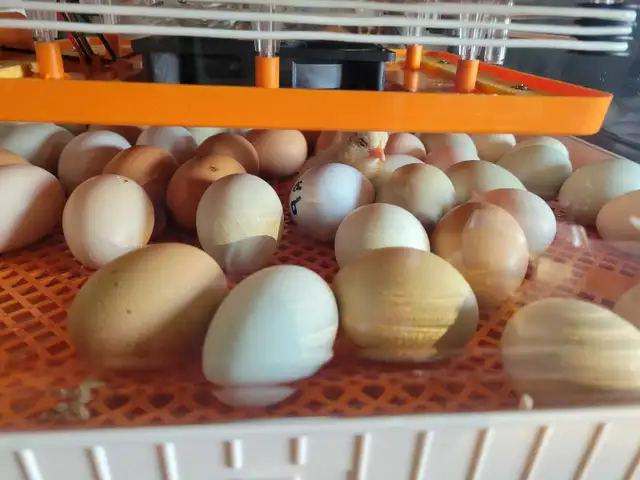 variety of chick- variété de poussin - Photo 3