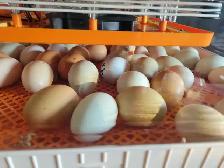 variety of chick- variété de poussin - Photo 3