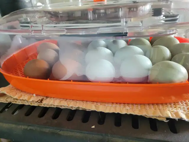 variety of chick- variété de poussin - Photo 4