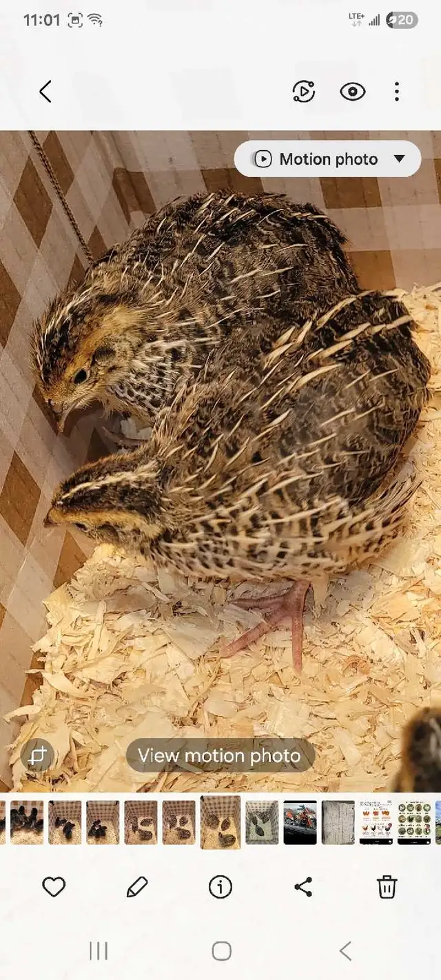 variety of chick- variété de poussin - Photo 5