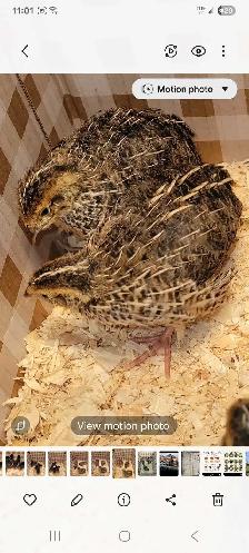 variety of chick- variété de poussin - Photo 5
