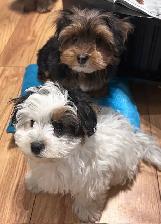 Superbes chiots Morkie mâles a vendre