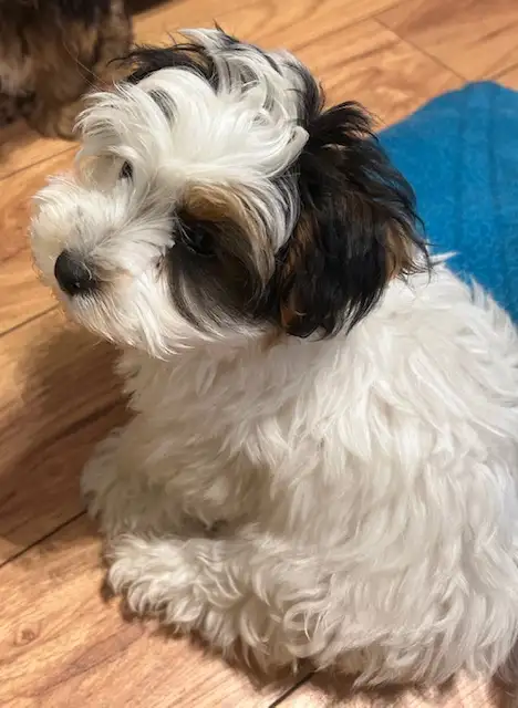 Superbes chiots Morkie mâles a vendre - Photo 2