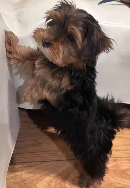Superbes chiots Morkie mâles a vendre - Photo 3