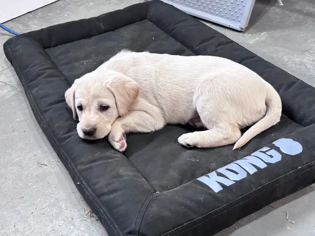 Puppy For Sale