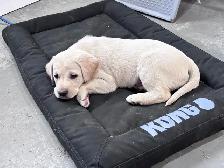 Puppy For Sale