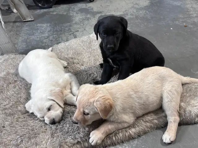 Puppy For Sale - Photo 2