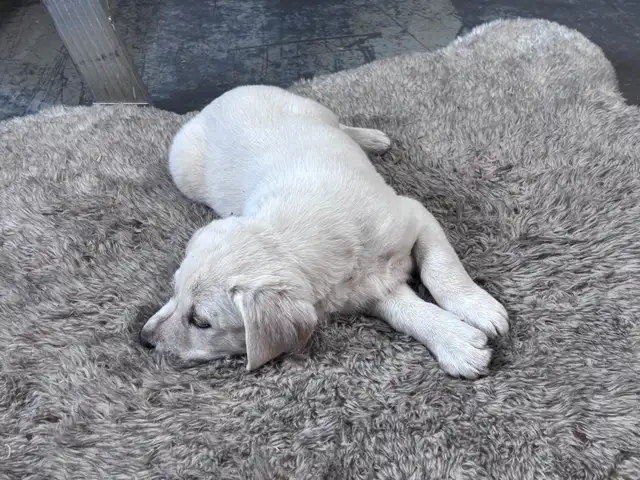 Puppy For Sale - Photo 3