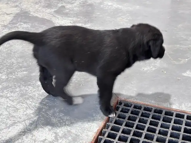 Puppy For Sale - Photo 4
