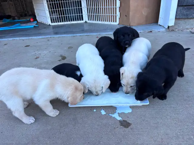 Puppy For Sale - Photo 5