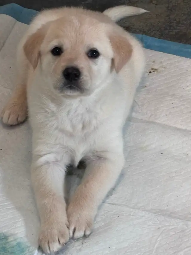 Puppy For Sale - Photo 7