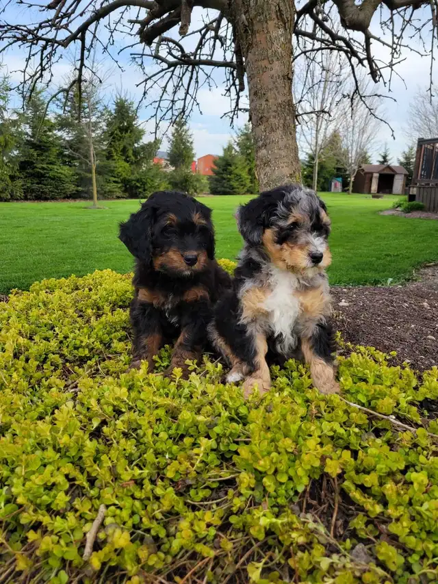 Beautiful medium Bernedoodle pups