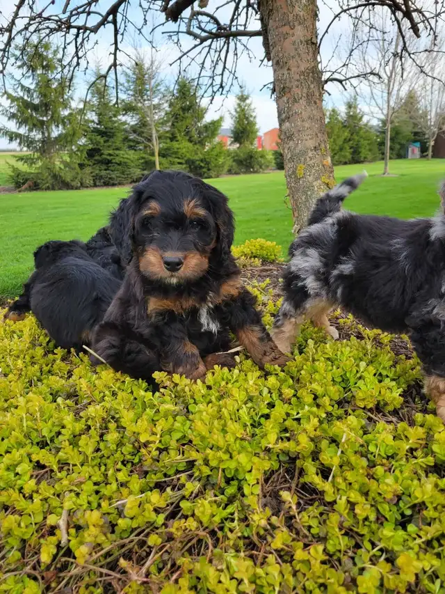Beautiful medium Bernedoodle pups - Photo 2