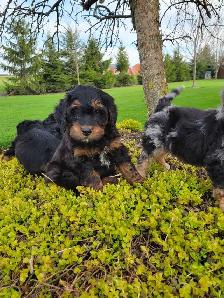 Beautiful medium Bernedoodle pups - Photo 2