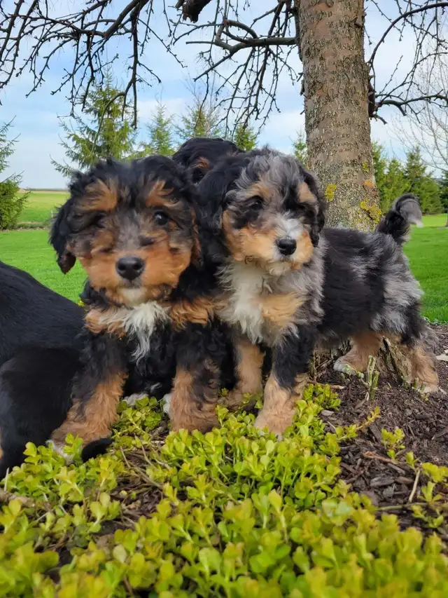 Beautiful medium Bernedoodle pups - Photo 3