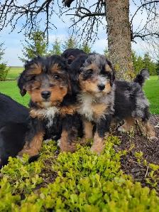 Beautiful medium Bernedoodle pups - Photo 3