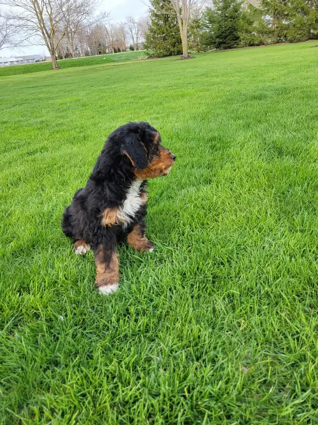 Beautiful medium Bernedoodle pups - Photo 4
