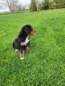Beautiful medium Bernedoodle pups - Photo 4