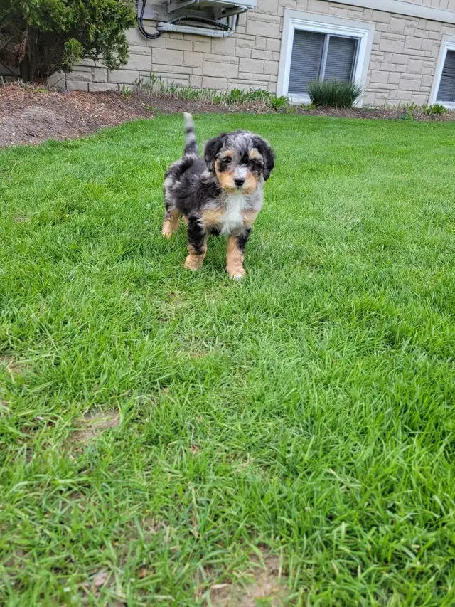 Beautiful medium Bernedoodle pups - Photo 5