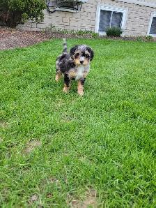 Beautiful medium Bernedoodle pups - Photo 5