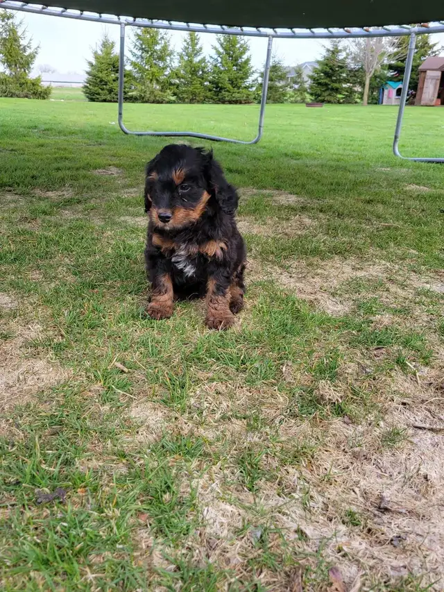 Beautiful medium Bernedoodle pups - Photo 6