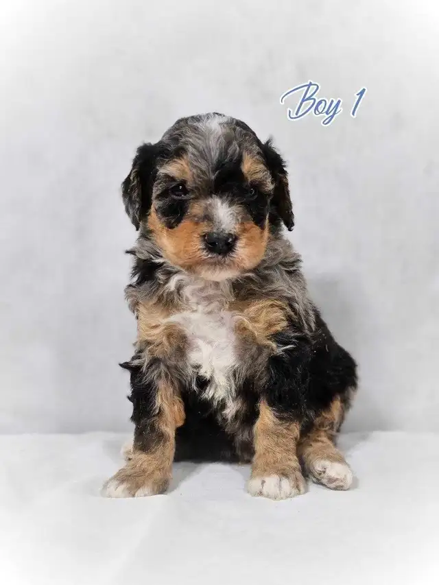 Beautiful medium Bernedoodle pups - Photo 7