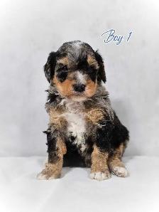 Beautiful medium Bernedoodle pups - Photo 7