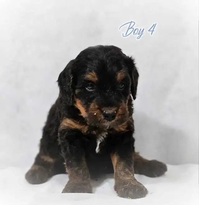 Beautiful medium Bernedoodle pups - Photo 8