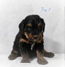 Beautiful medium Bernedoodle pups - Photo 8