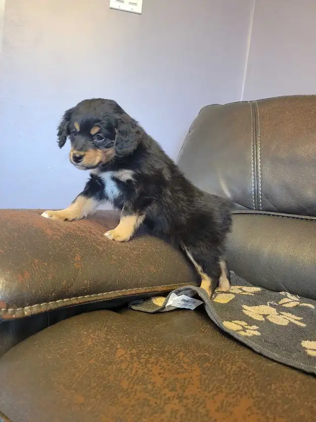 Beautiful medium Bernedoodle pups - Photo 9
