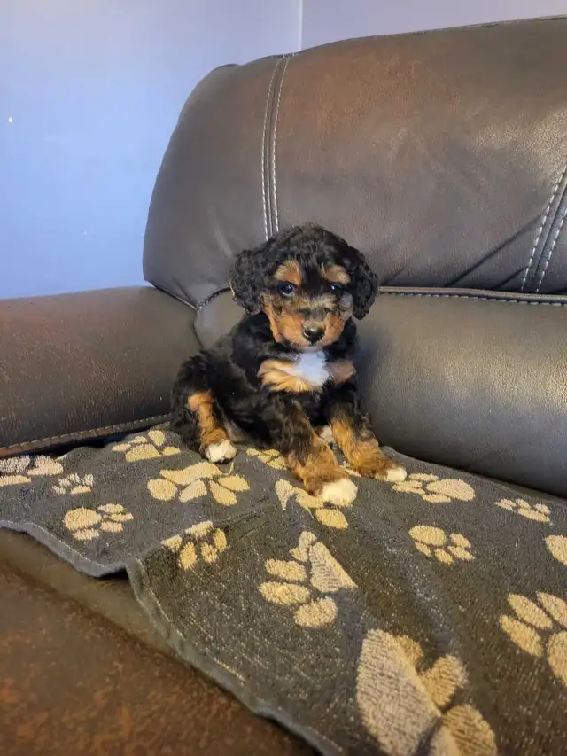 Beautiful medium Bernedoodle pups - Photo 10