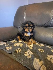 Beautiful medium Bernedoodle pups - Photo 10