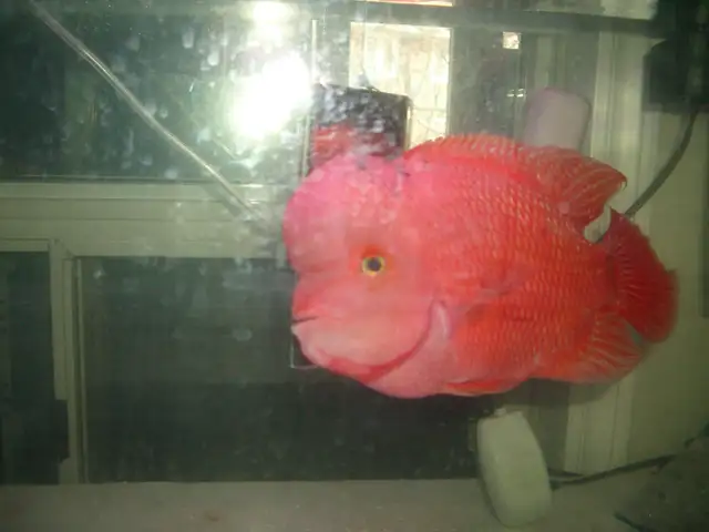 MUST GO BEFORE THURSDAY SUPER RED MONKEY 10 INCH $350 - Photo 2