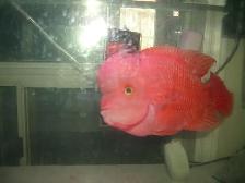 MUST GO BEFORE THURSDAY SUPER RED MONKEY 10 INCH $350 - Photo 2