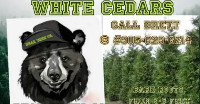 white emerald cedars