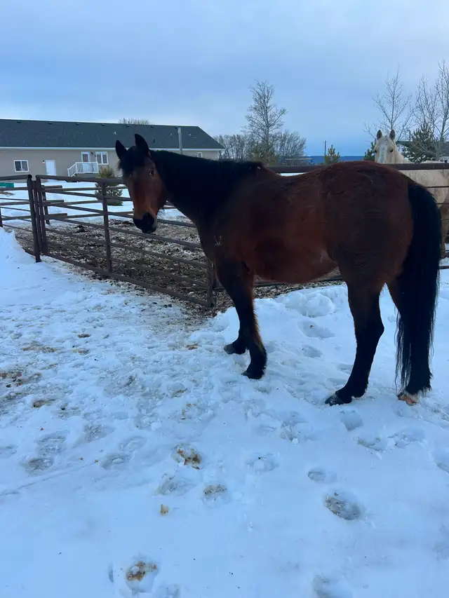 Horse for sale