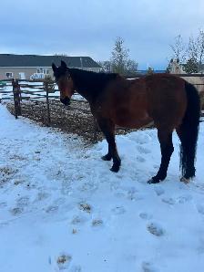 Horse for sale