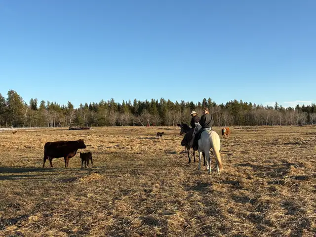 Horse for sale