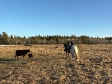 Horse for sale