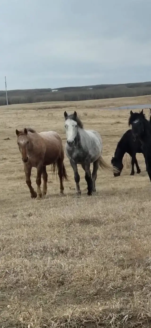 looking for 2-5 yr old horses