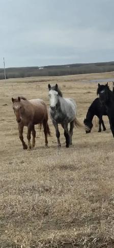 looking for 2-5 yr old horses