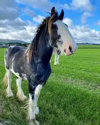 looking for 2-5 yr old horses - Photo 2