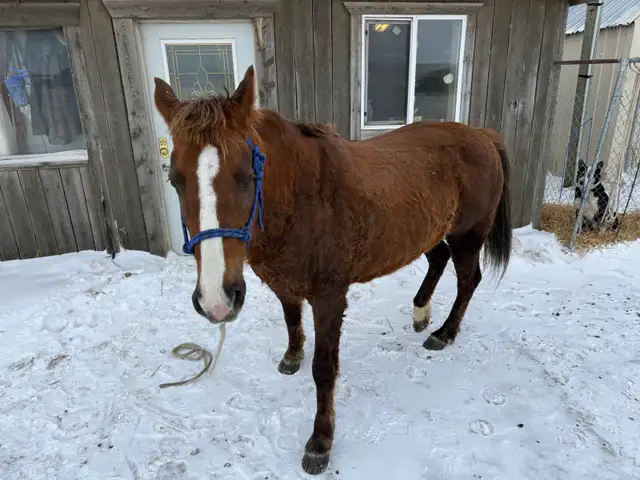 looking for 2-5 yr old horses - Photo 3