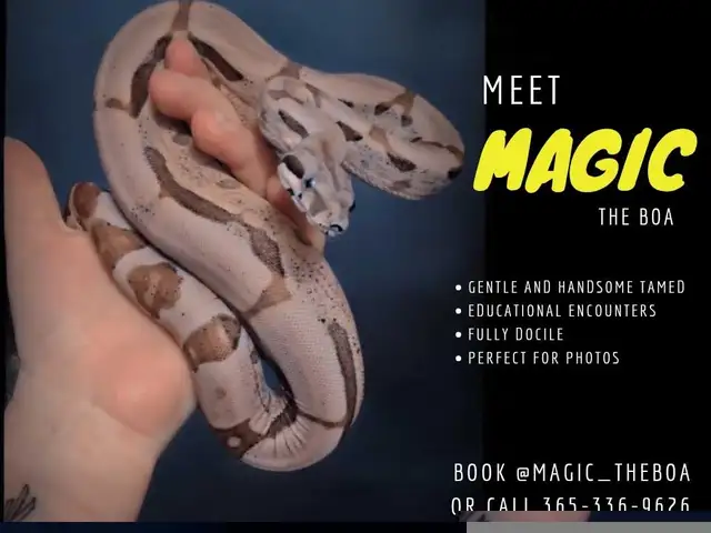 meet magic the boa