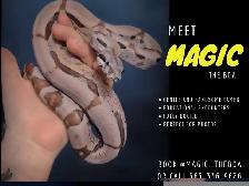 meet magic the boa