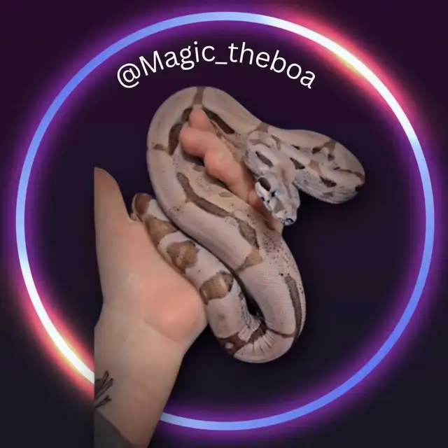 meet magic the boa - Photo 2