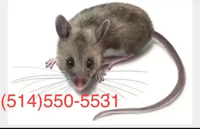 Extermination - souris et Rats